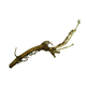 Vista Hop Rhizome