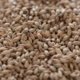 Chevallier Heritage Malt | Crisp Malting
