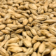 Dextrin Malt | Rahr Malting