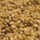 Unmalted White Wheat | Rahr Malting