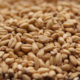 White Wheat Malt | Rahr Malting