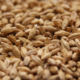 Premium Pilsner Malt | Rahr Malting