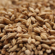 Pale Ale Malt | Rahr Malting