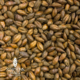 Export Pale Chocolate Malt | Simpsons Malt