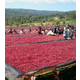 Ethiopia Harrar - Natural Process - Green Coffee Beans