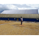 Indonesia Sumatra - Wet Process - Green Coffee Beans