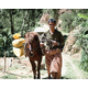 Indonesia Sulawesi - Wet Process - Green Coffee Beans