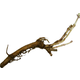 Magnum Hop Rhizome