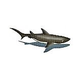 Artistry In Mosaics Shark with Shadow Mosaic | 24" x 61" | SSHGRARL