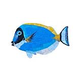 Artistry In Mosaics Surgeon Fish Glass Mosaic | 6" x 10" | G-SFS