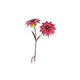 Desert Steel Bishop Dahlia Garden Torch | 409-002