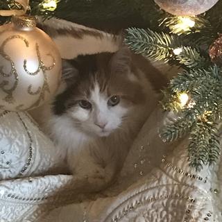 Submitted by Patricia V.