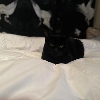 Soumis par Cat Black