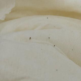 Submitted by Shakira W