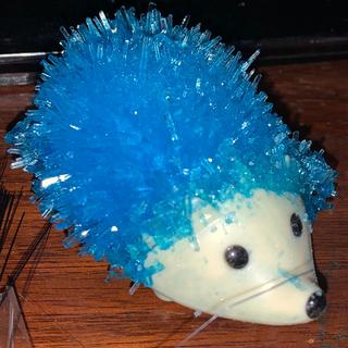 Our only successful hedgehog.