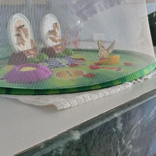 butterfly eating orange
