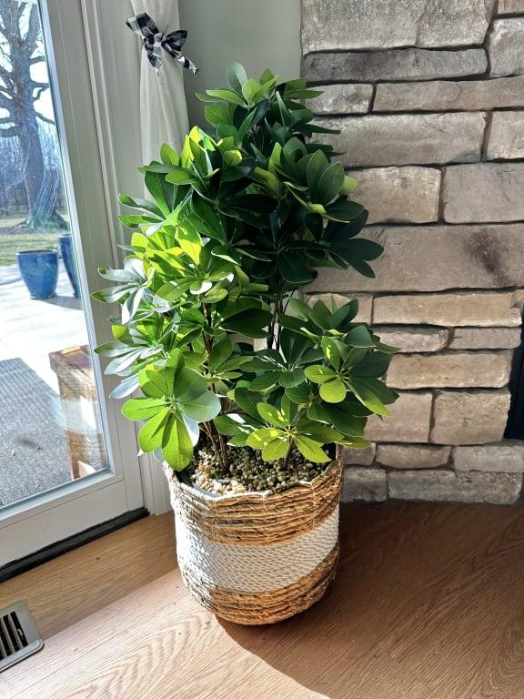 at home Schefflera & Umbrella Arrangement in Black Pot 35"