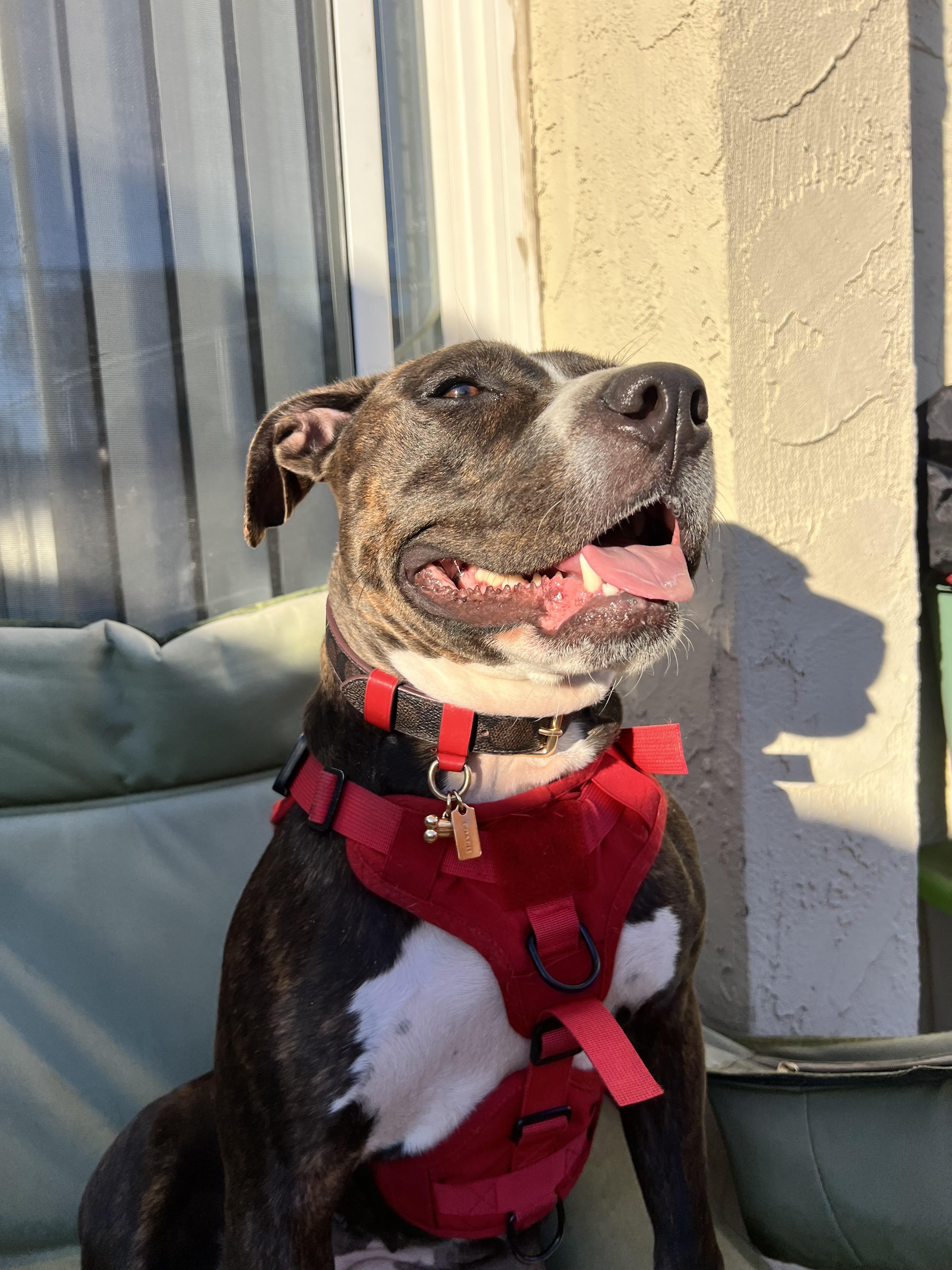 Boxed Large Pet Collar In Signature Canvas | COACH®