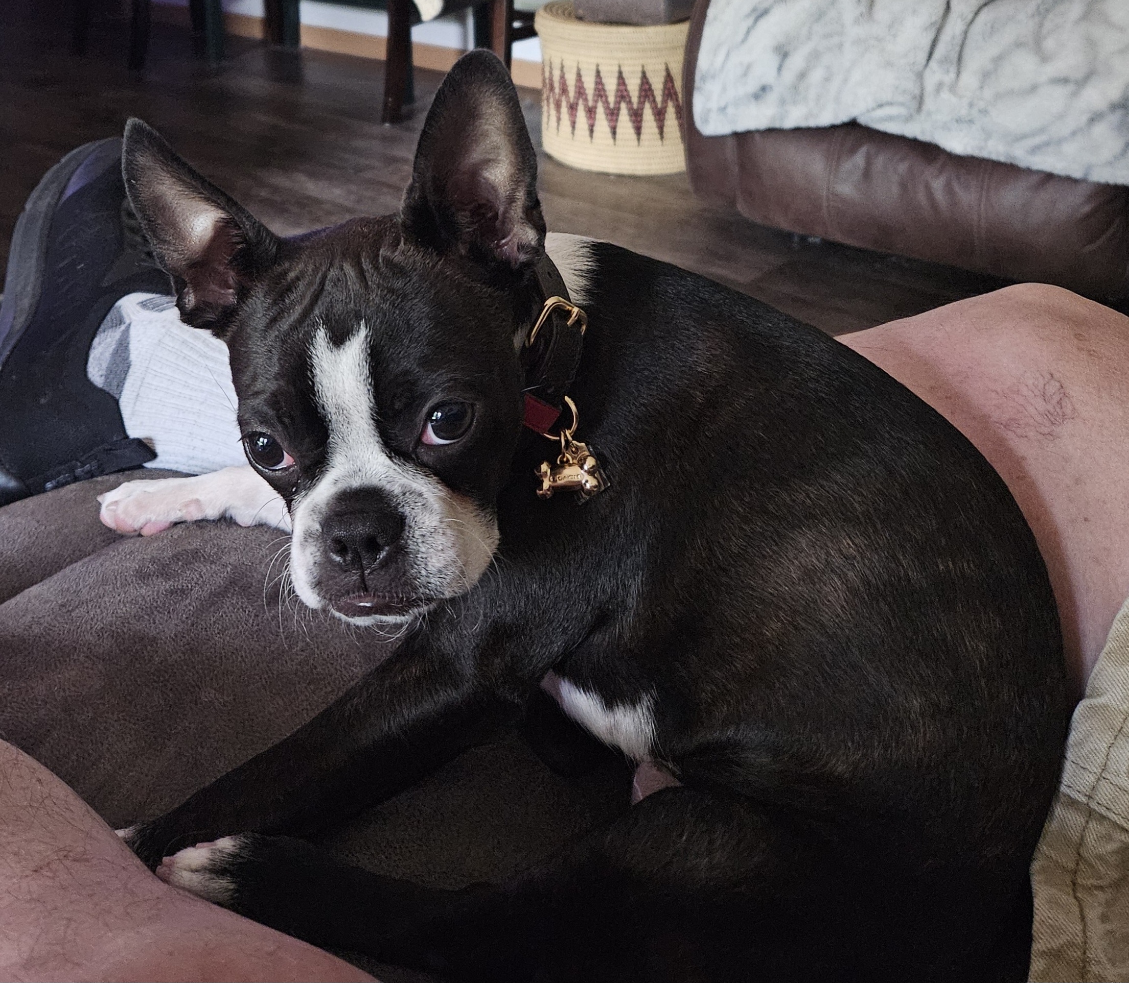 Boxed Small Pet Collar In Signature Canvas | COACH®