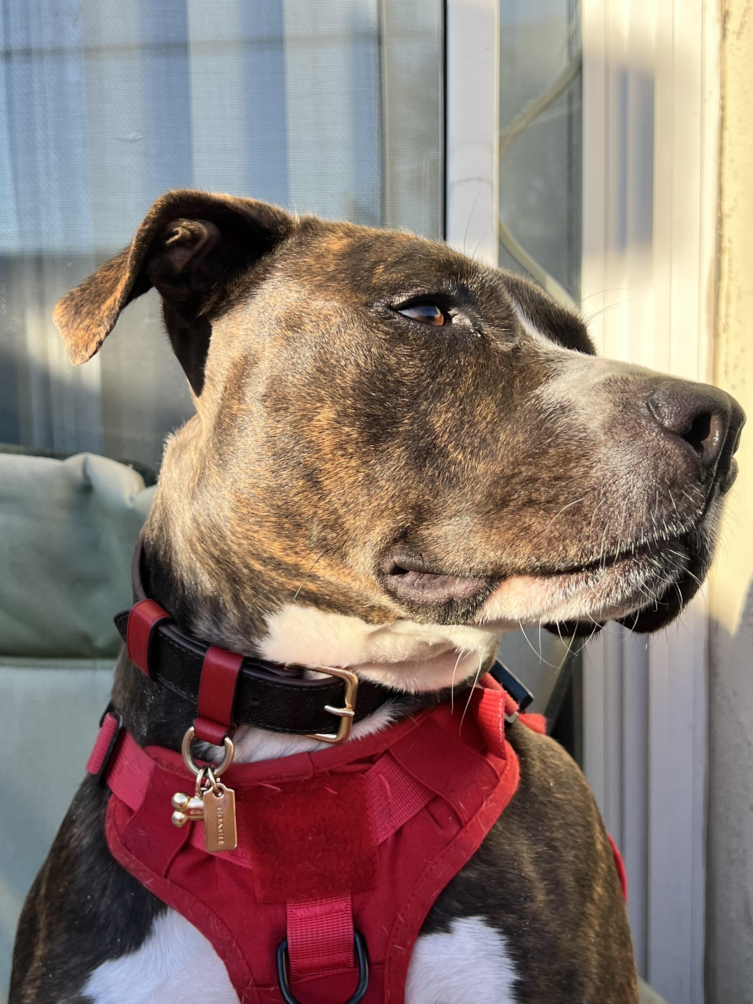 Boxed Large Pet Collar In Signature Canvas | COACH®