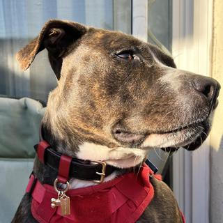 Boxed Large Pet Collar In Signature Canvas | COACH®
