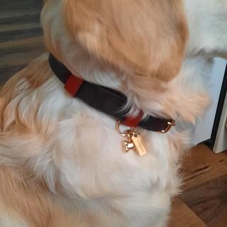 Boxed Large Pet Collar In Signature Canvas | COACH®