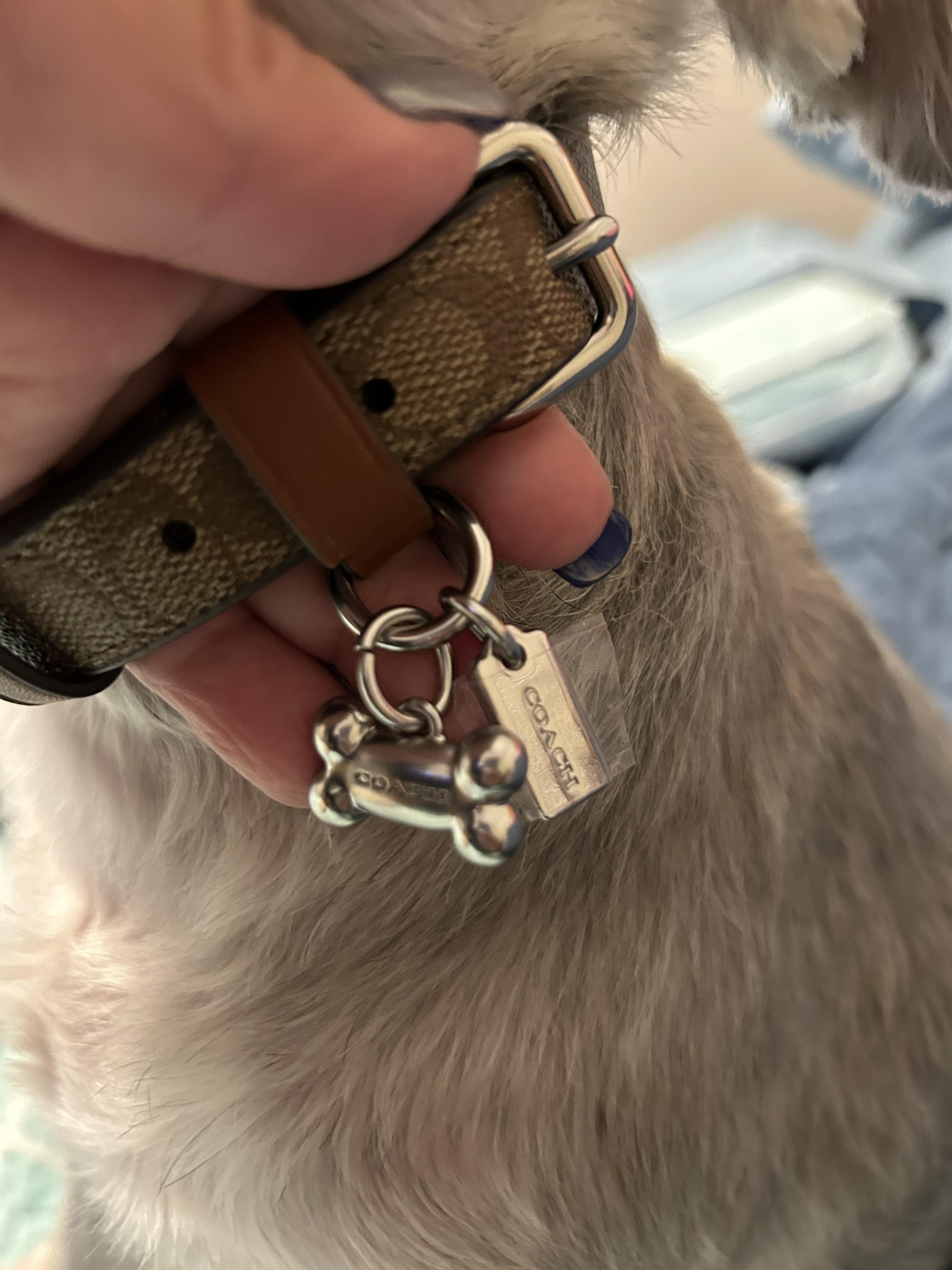 coach dog collar シグネチャー リード&首輪 セット 小型犬 Boxed Small Pet Collar In Signature Canvas