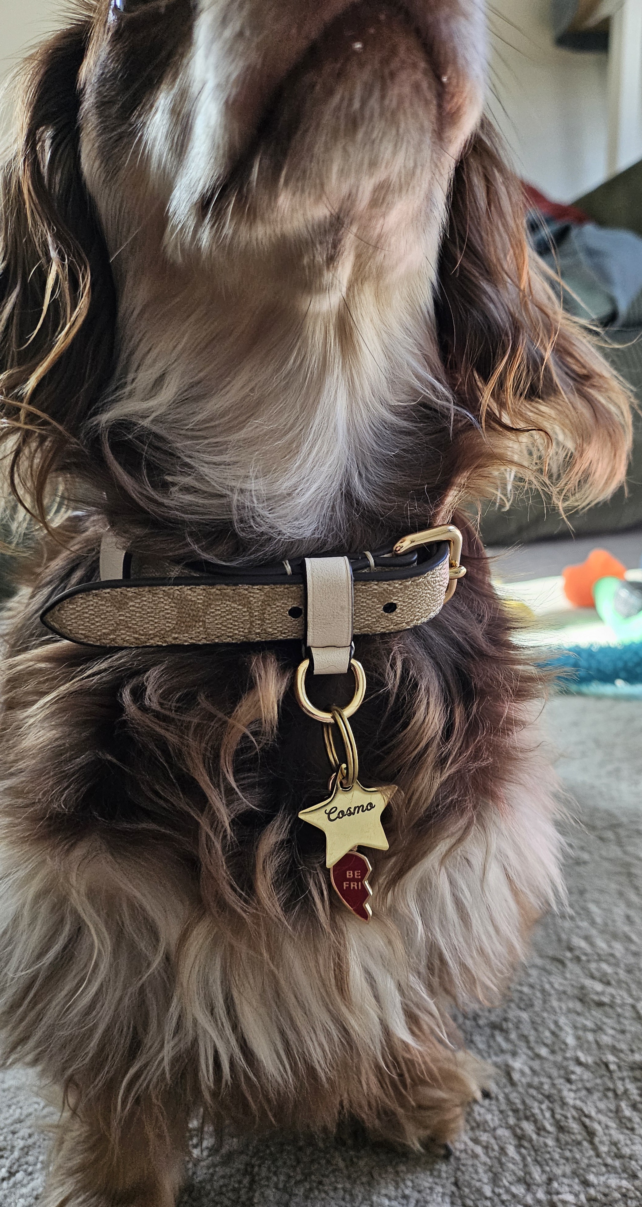 Boxed Large Pet Collar In Signature Canvas | COACH®