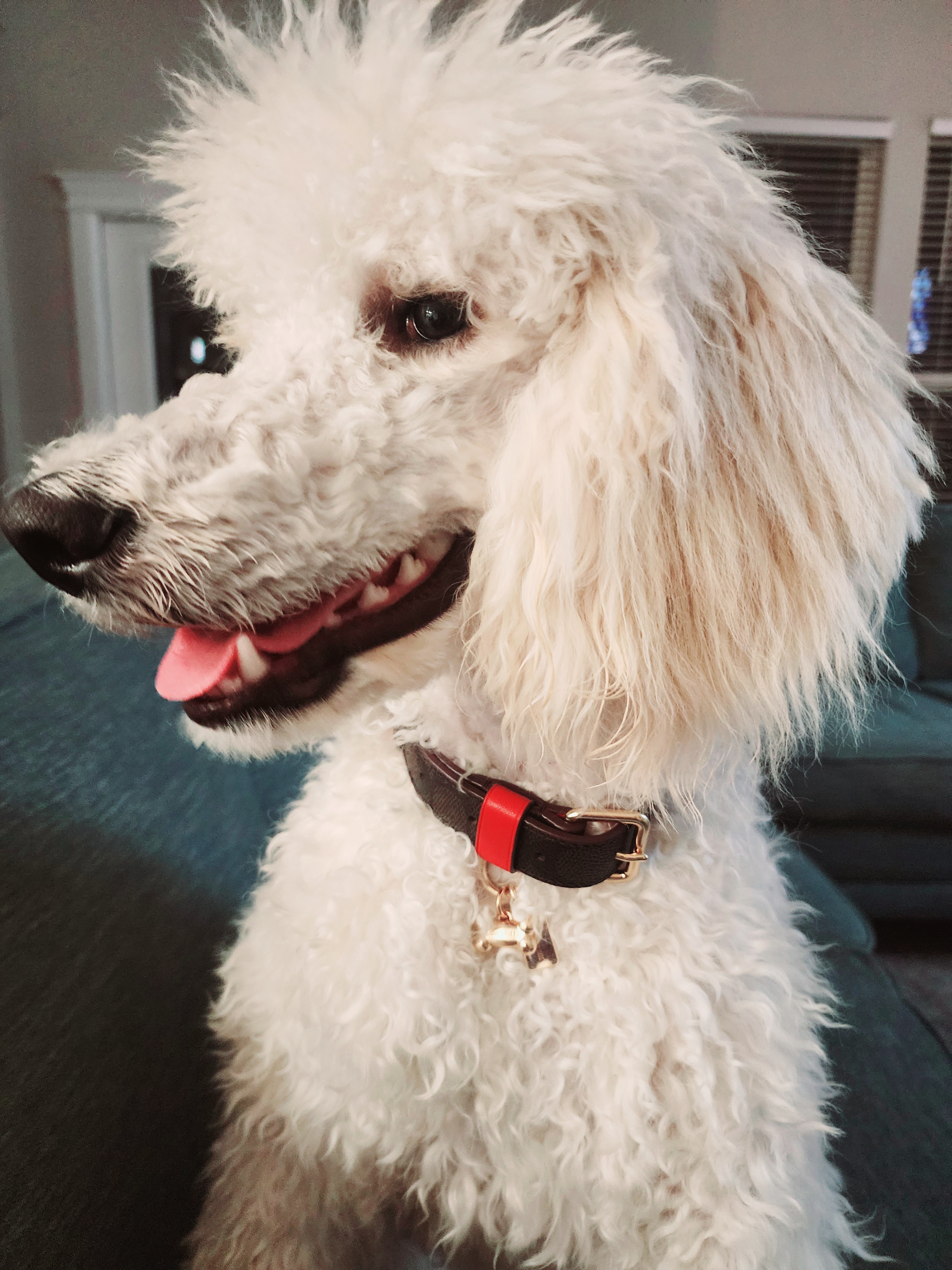 Boxed Large Pet Collar In Signature Canvas | COACH®