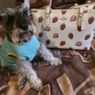 Boxed Small Pet Collar In Signature Canvas | COACH®