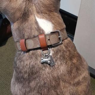 Boxed Large Pet Collar In Signature Canvas | COACH®