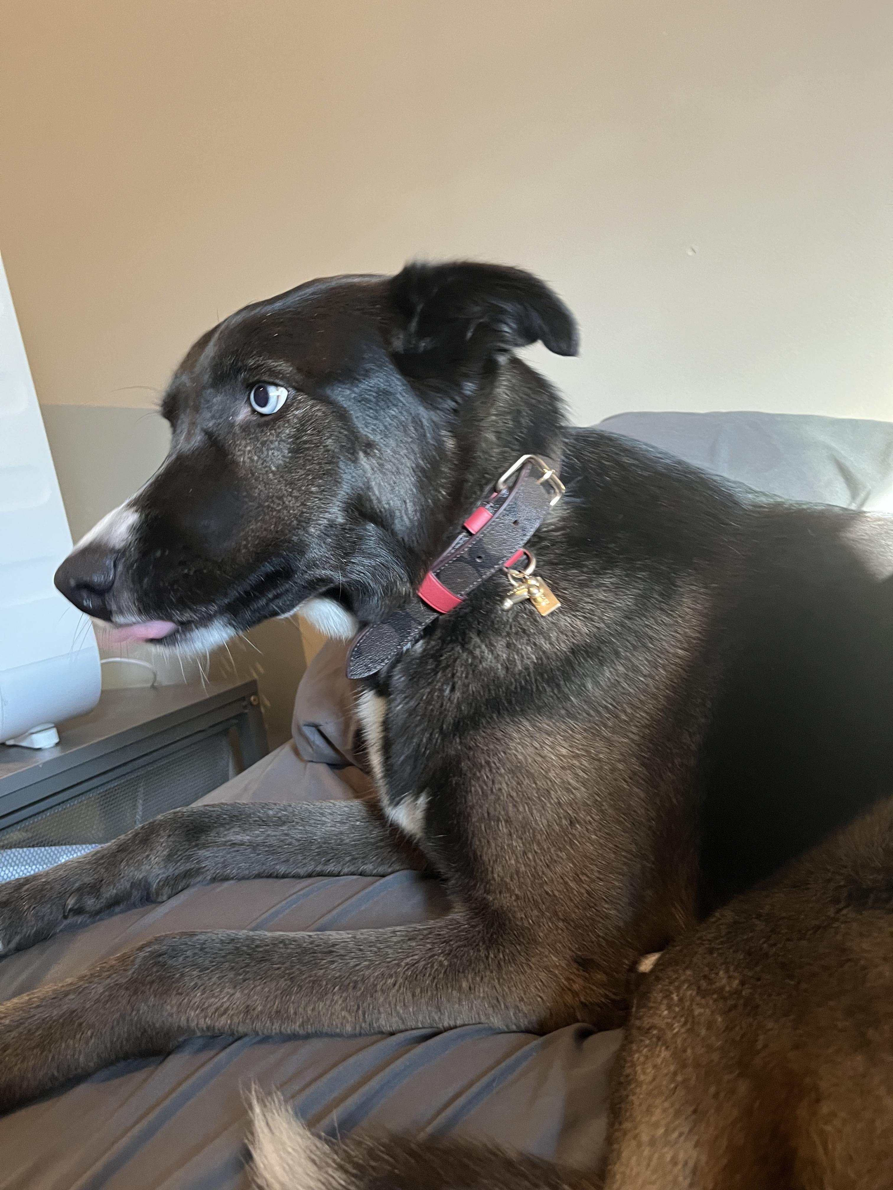 Boxed Large Pet Collar In Signature Canvas | COACH®
