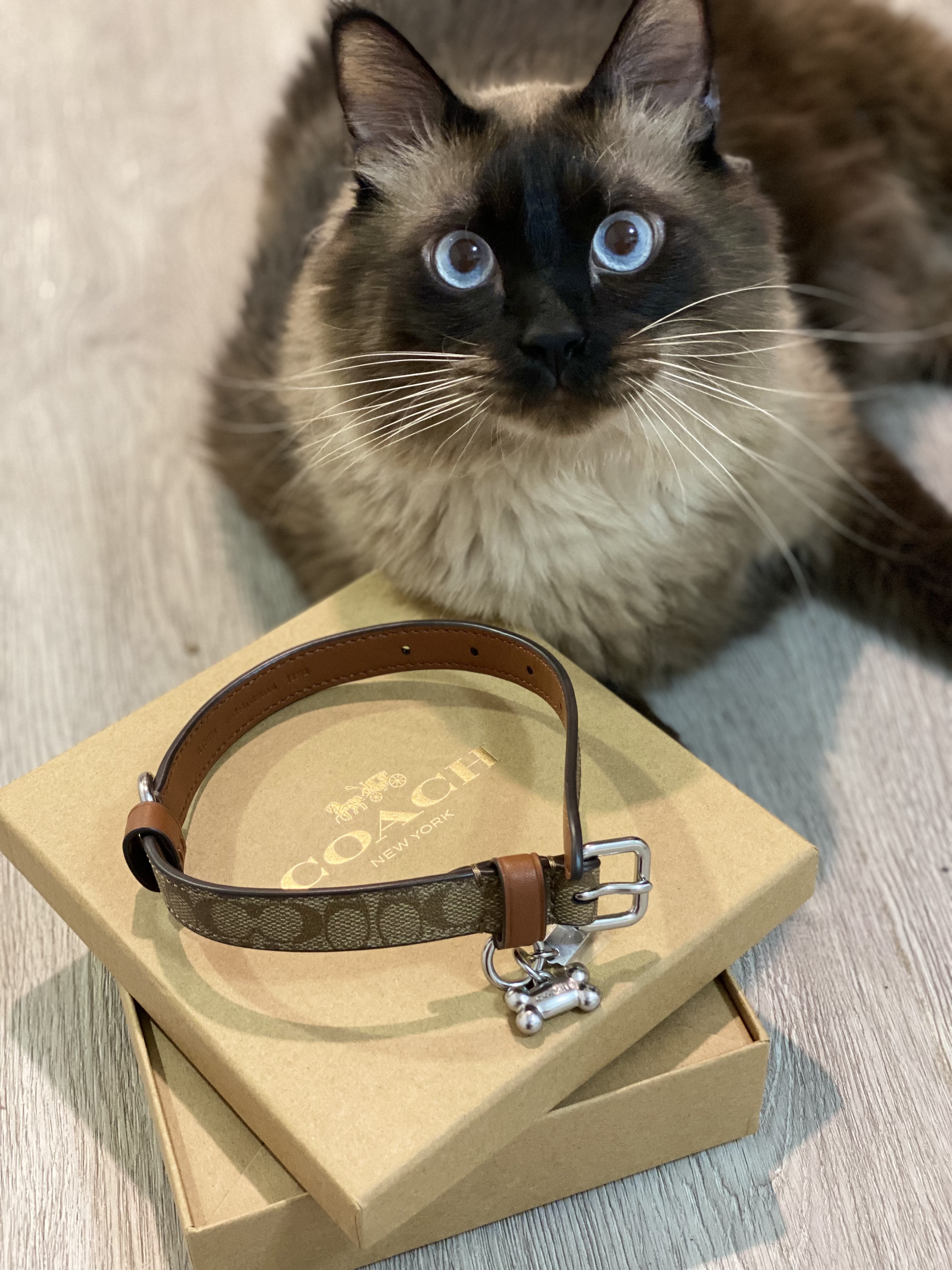 Boxed Small Pet Collar In Signature Canvas | COACH®