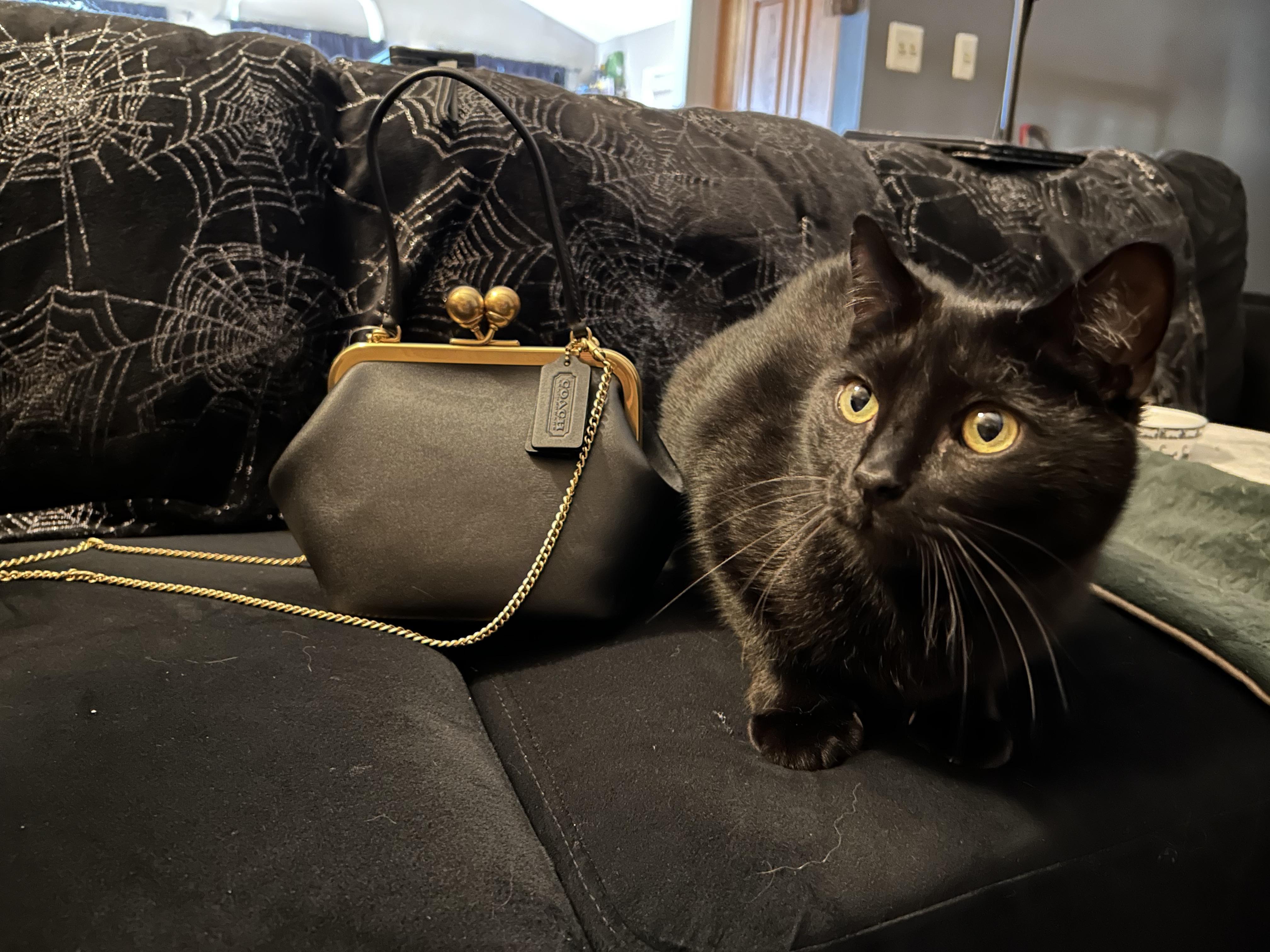 Disney X Coach Kisslock Frame Bag With Pluto | Bags | Coach | COACH®