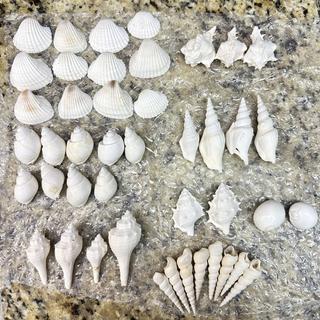 White seashell assortment