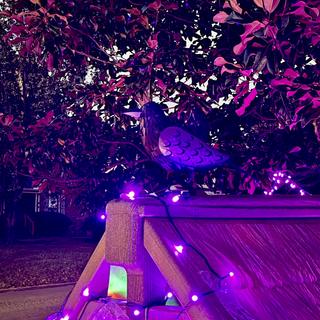 Crows for the Witch