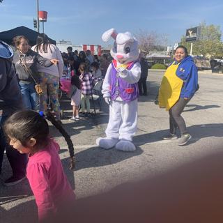 Bunny rabbit making the rounds!