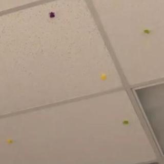 frogs on the ceiling