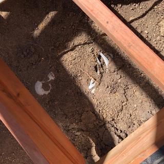 Skeleton under the deck!