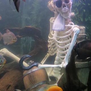 Drunken Pirate Graveyard