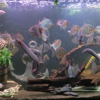 The aquarium is 8 ft long and 3 ft tall,,.. don't worry,..the skeleton is "lifesize" at about 5 ft