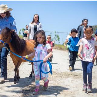 Mini horse Lance and friends