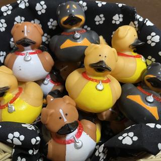 Duck dogs