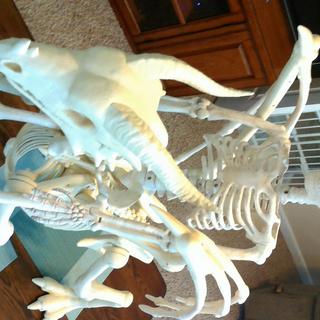 High O Dragon Skeleton
