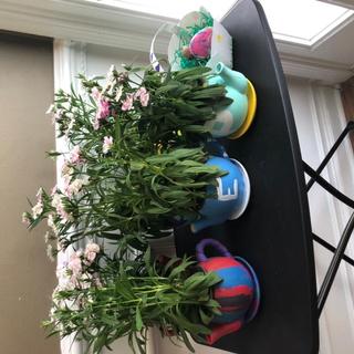 Teapot planters 