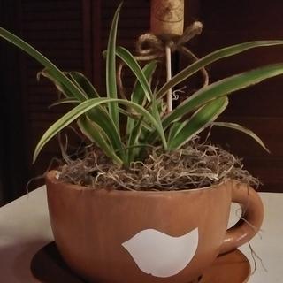 Bird nest tea cup planter!