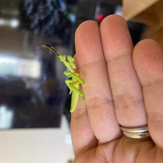 Tiny