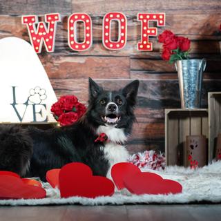 Valentine's Dog