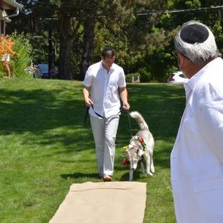 Brides dog walking down the isle