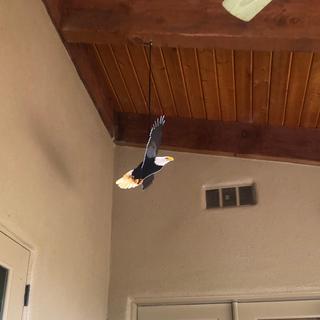 Eagle